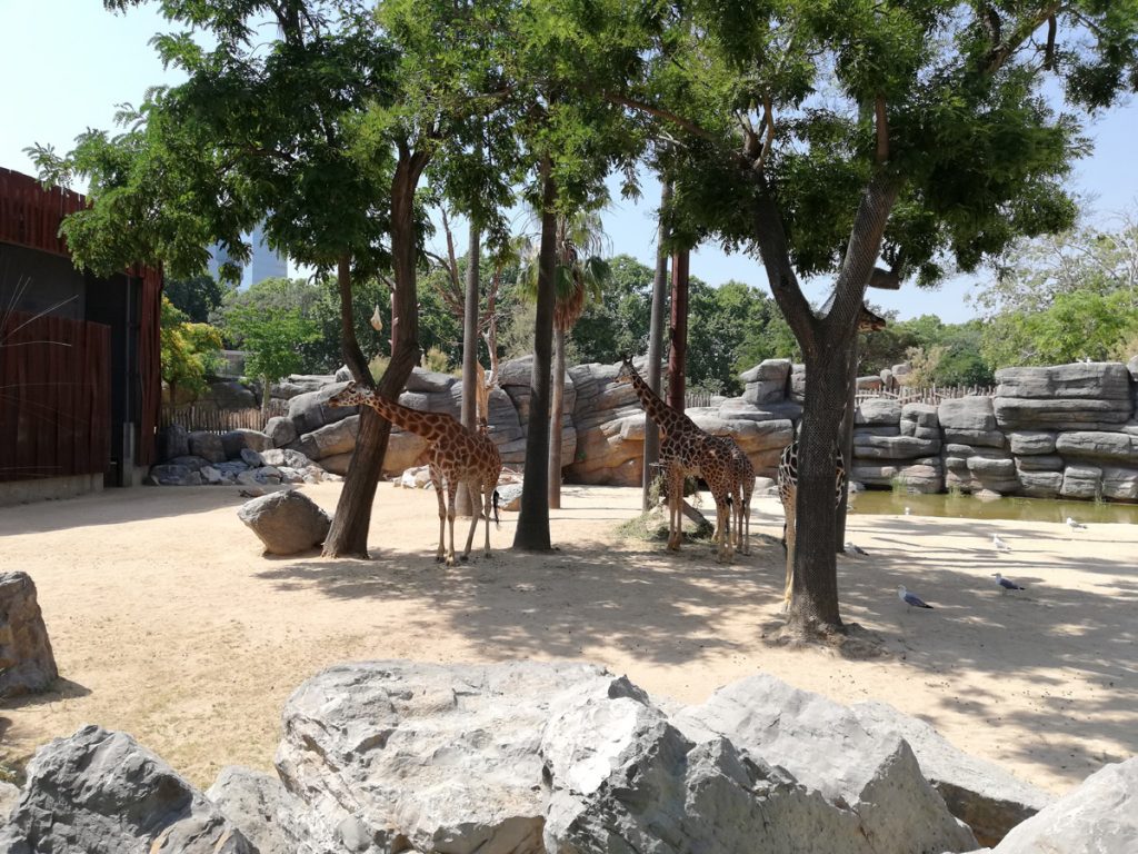 Zoo Barcelona - żyrafy